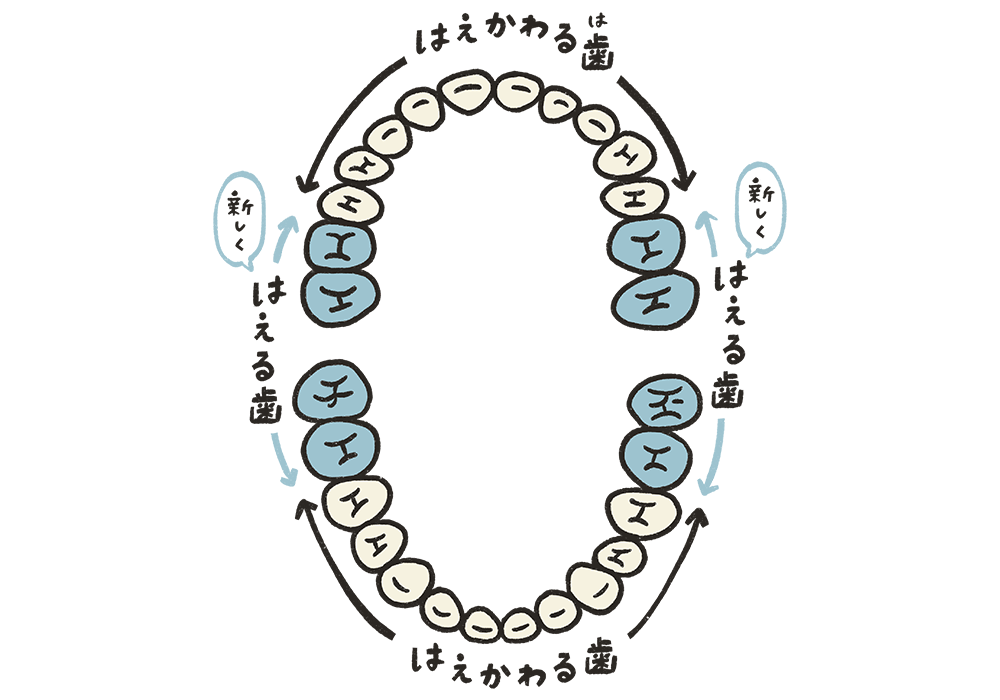 乳歯がグラグラ揺れ始めたら