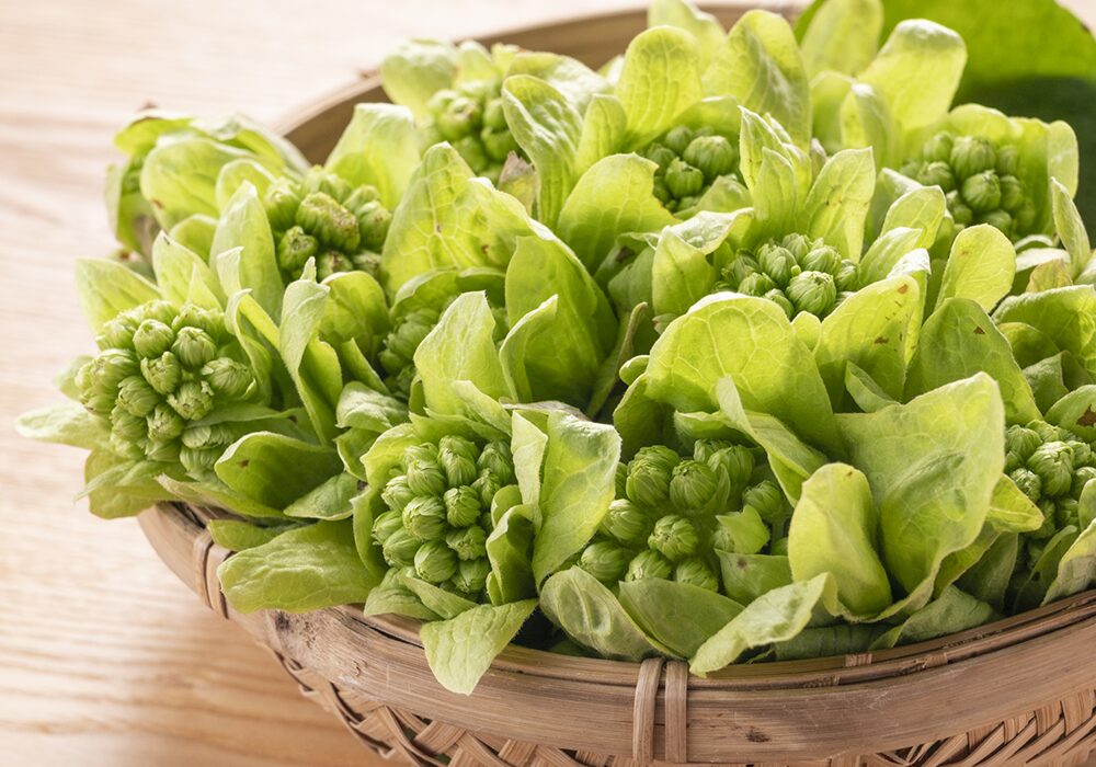 山菜の効果と注意点を知ろう